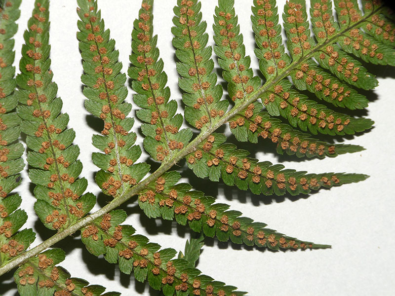 Dryopteris cfr. filix-mas